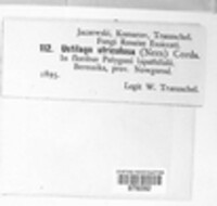 Ustilago utriculosa image